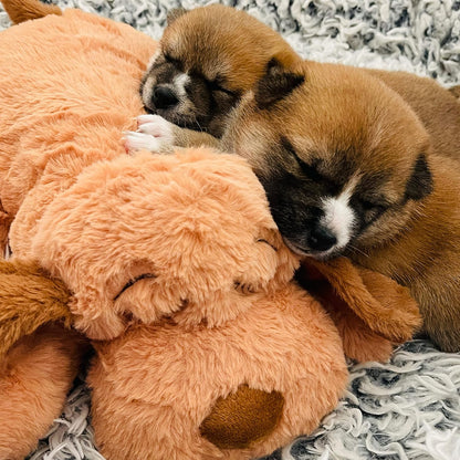 Snuggle Puppy Heartbeat Toy - The Ultimate Calming Companion for Medium Breeds in Biscuit Color